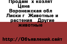 Продам 2х козлят › Цена ­ 1 000 - Воронежская обл., Лиски г. Животные и растения » Другие животные   
